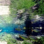 ボニート プラタ川は透明度が高く美しい